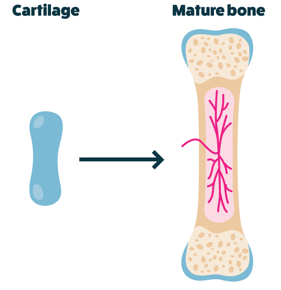 FGFR3 bone growth diagram